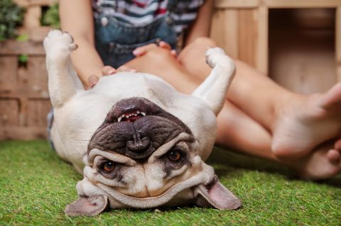 Hunde streicheln als Job