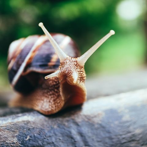 Eine Schnecke in einem Garten