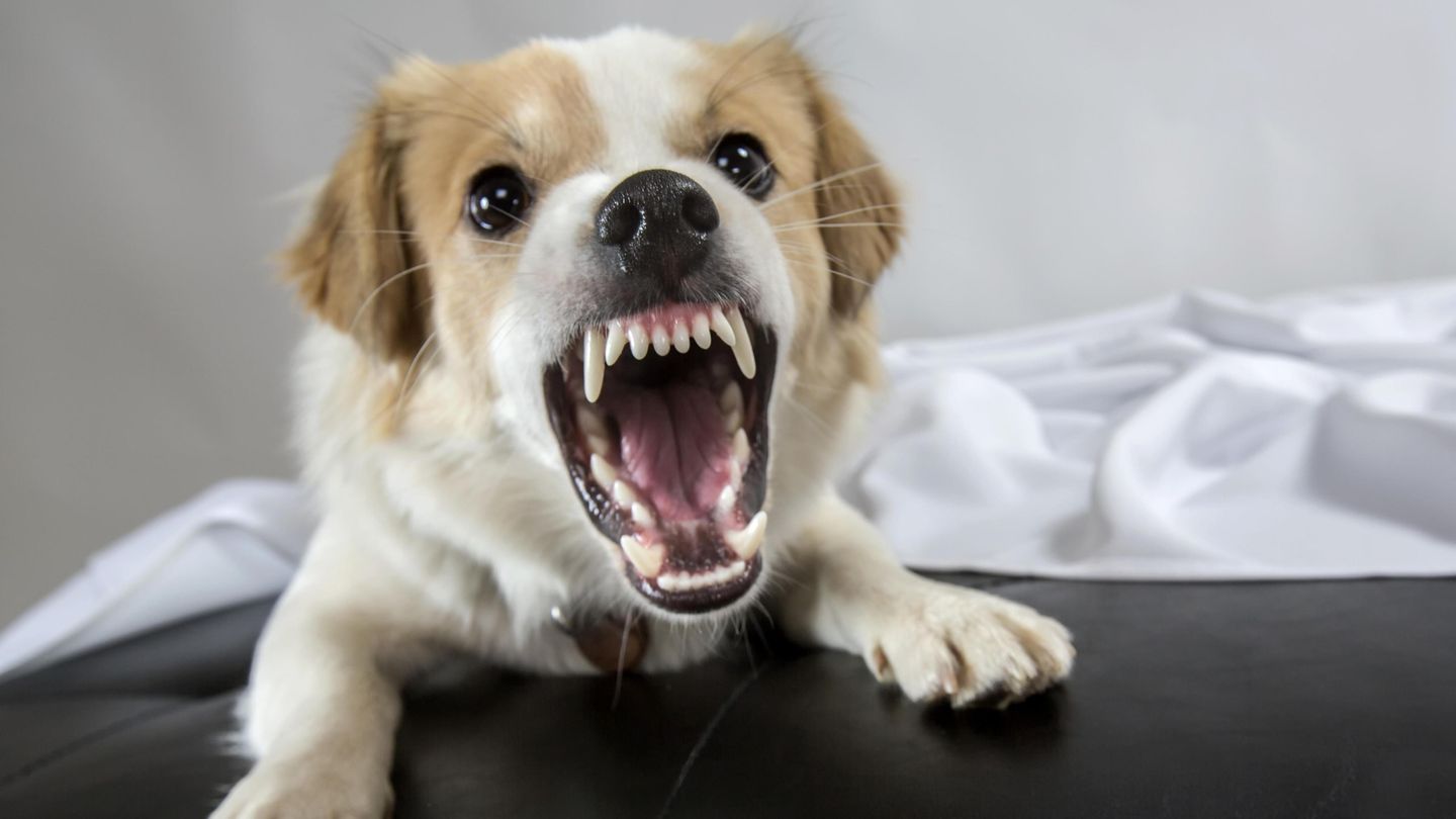Aggressiver Hund fletscht die Zähne