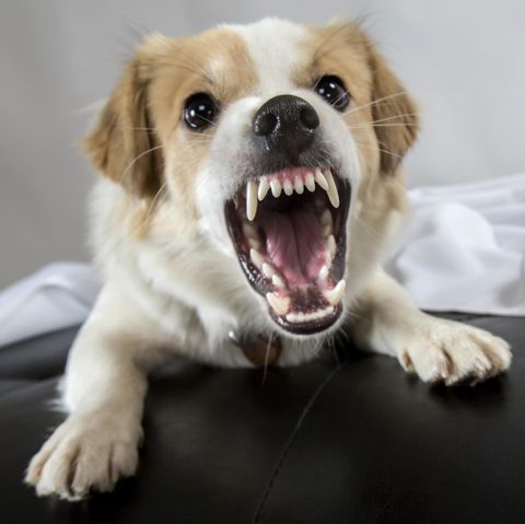 Aggressiver Hund fletscht die Zähne