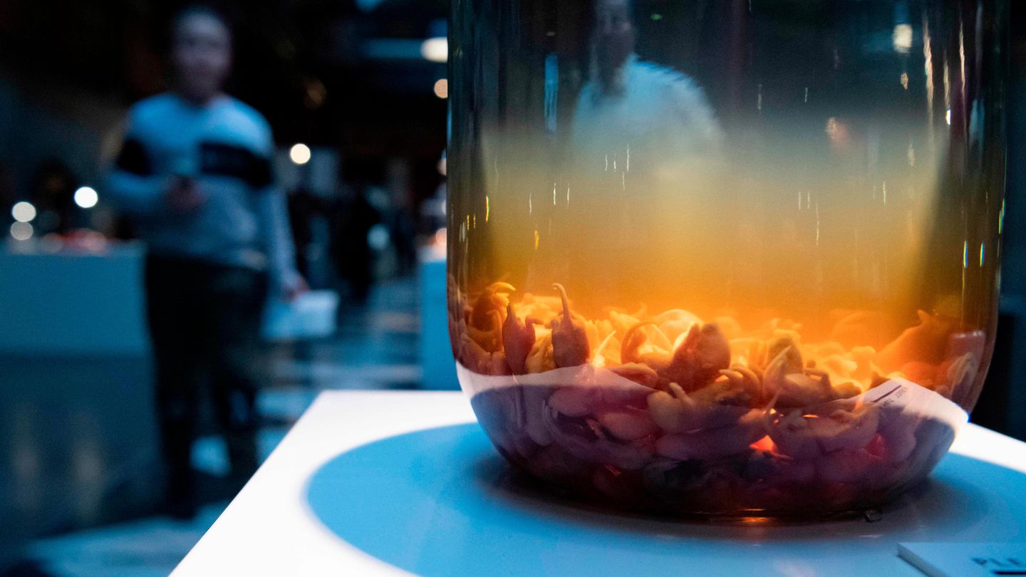 Ekel-Alarm vorprogrammiert: Im "Disgusting Food Museum" im schwedischen Malmö gibt es Maus-Wein.
