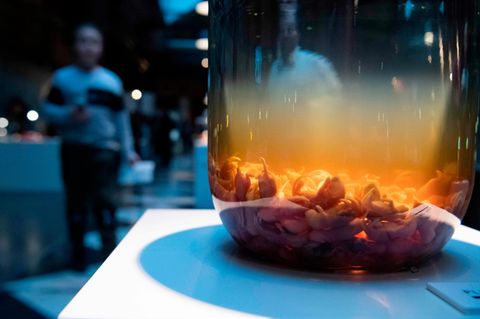 Ekel-Alarm vorprogrammiert: Im "Disgusting Food Museum" im schwedischen Malmö gibt es Maus-Wein.
