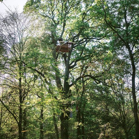 Anfang Oktober räumte die Polizei den Hambacher Forst - dann besetzten Demonstranten den Wald erneut. In lichter Höhe entstanden neue Plattformen.