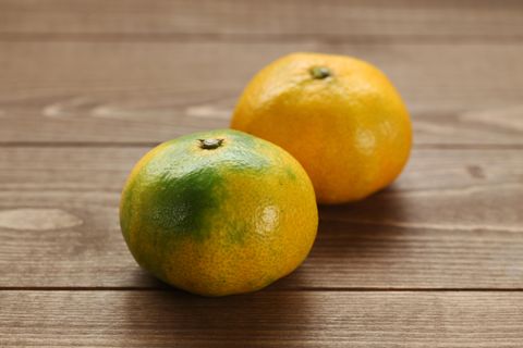 Satsuma