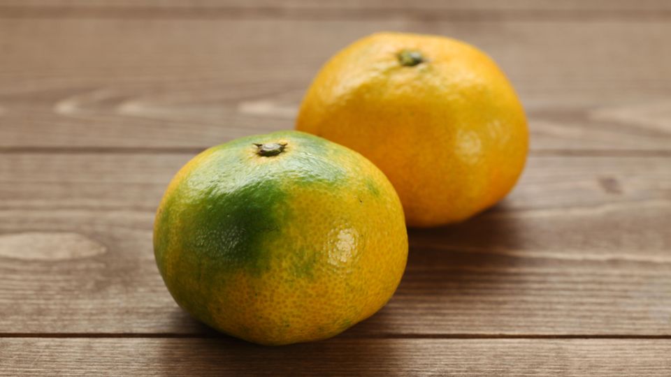 Warum Satsumas die besseren Mandarinen sind STERN.de