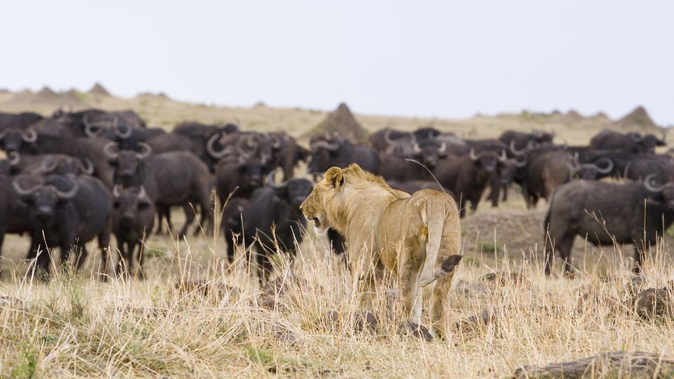 Ein junger Löwe beobachtet eine Büffelherde