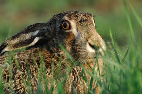 Feldhase im Gras