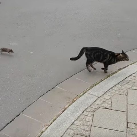 Spieß umgedreht: Jäger wird zum Gejagten: Das hatte sich diese Katze anders vorgestellt