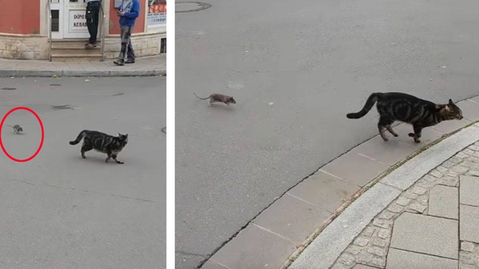 Spieß umgedreht: Jäger wird zum Gejagten: Das hatte sich diese Katze anders vorgestellt Spieß umgedreht: Jäger wird zum Gejagten: Das hatte sich diese Katze anders vorgestellt