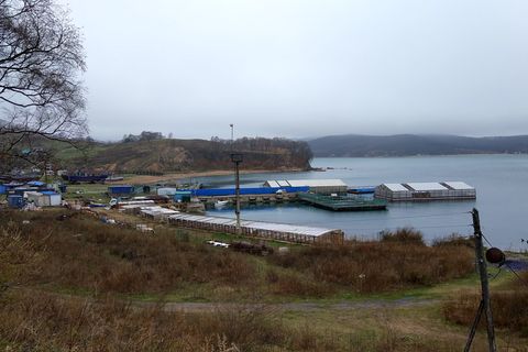 Russland, Nakhodka: In der Bucht werden nach Darstellung von Tierschützern rund 100 Wale, Oscas und Belugas, gefangen gehalten