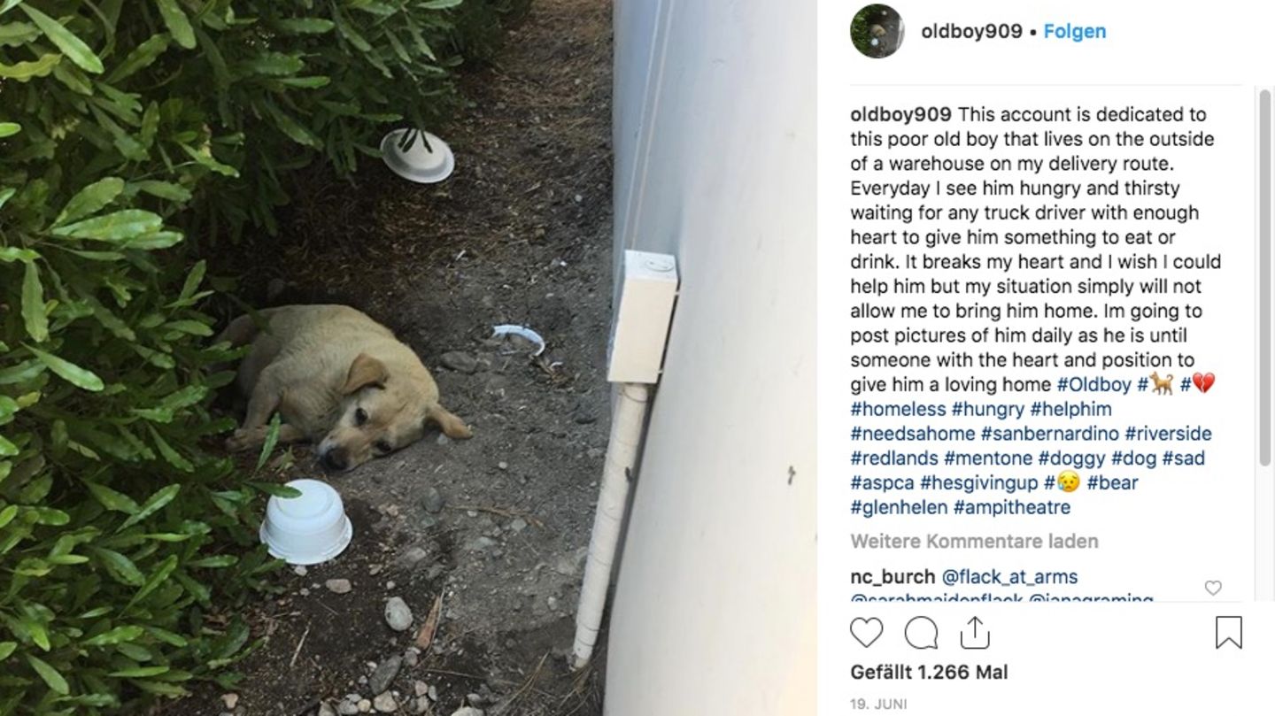Hund Larry liegt einsam im Dreck