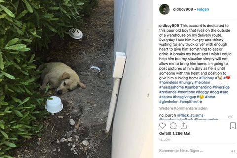 Hund Larry liegt einsam im Dreck