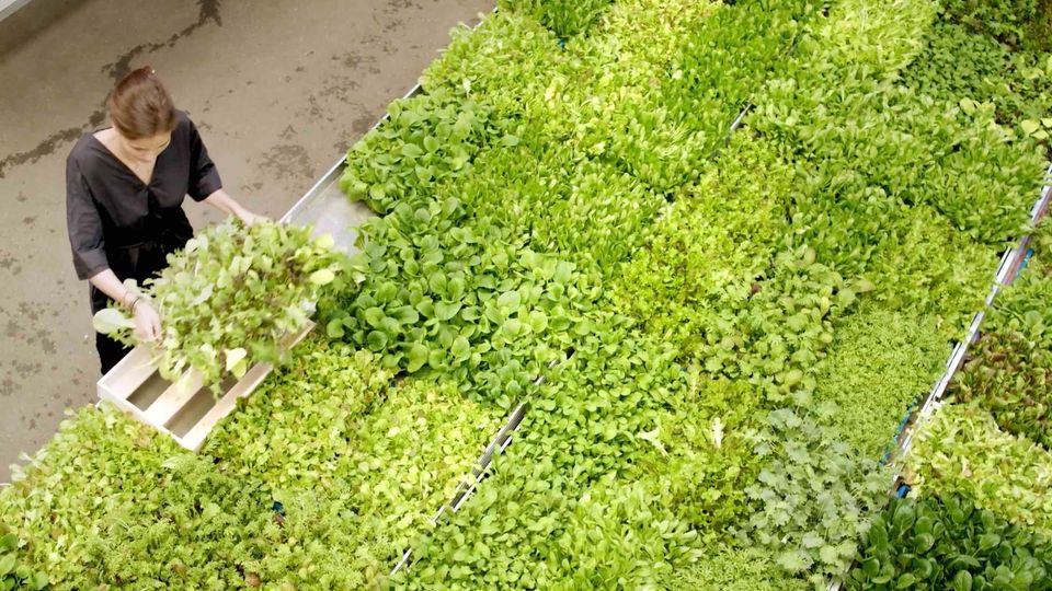 In riesigen Regalen und unter LED-Lampen werden bei "Farmers Cut" Babyleaf-Salat, Rauke und Pak choi angebaut.