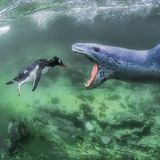 Gewinner Kategorie "Wildlife"