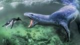 Gewinner Kategorie "Wildlife"