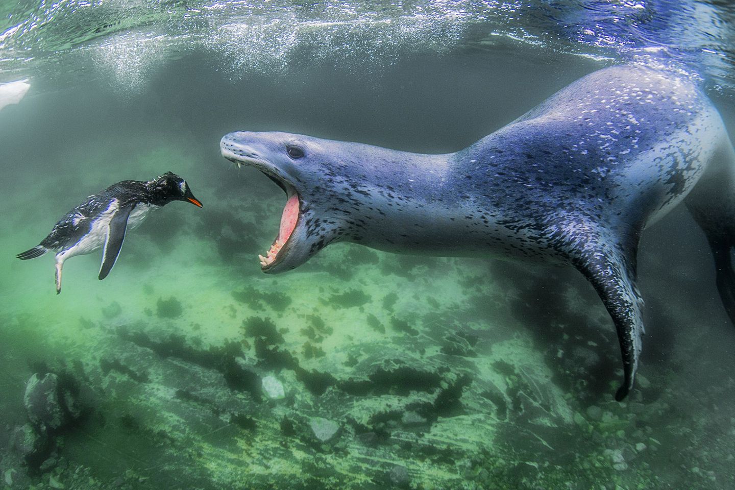 Gewinner Kategorie "Wildlife"