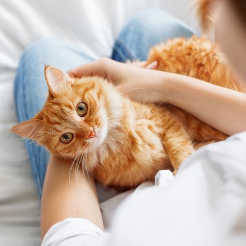 Eine rot getigerte Katze liegt auf dem Schoss ihrer Besitzerin und lässt sich streicheln