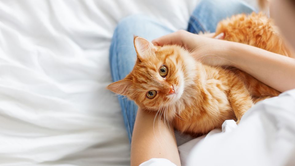 Eine rot getigerte Katze liegt auf dem Schoss ihrer Besitzerin und lässt sich streicheln