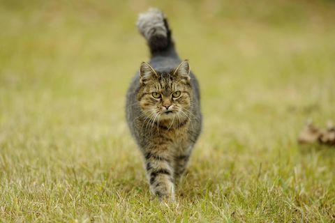 Tollwut: Streunende Katze (Symbolbild)