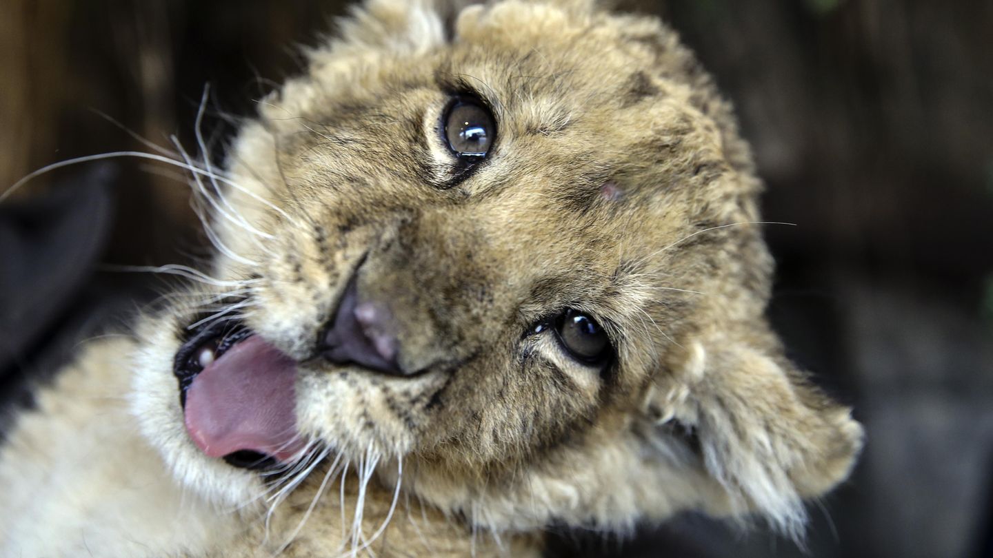 Löwenbaby