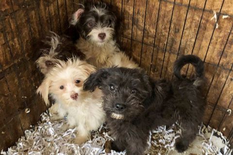 US-Polizei findet 44 tote und 130 verwahrloste Hunde in New Jersey