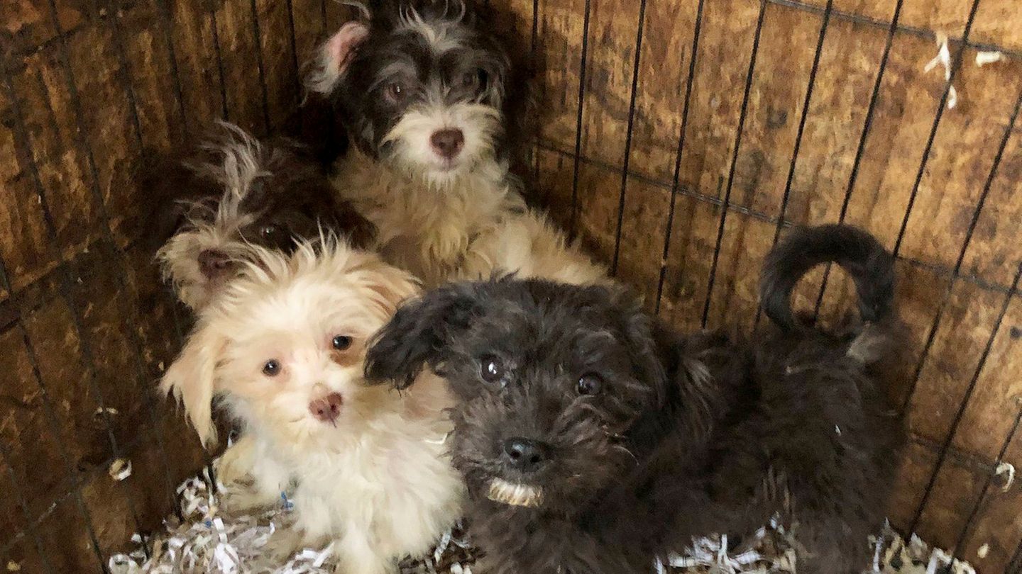 US-Polizei findet 44 tote und 130 verwahrloste Hunde in New Jersey