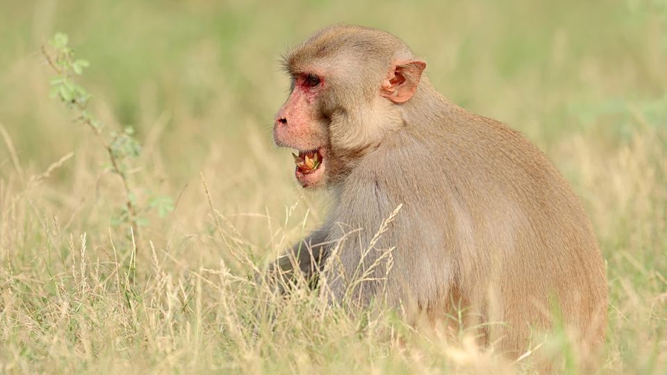 Makaken sind in Indien sehr weit verbreitet und waren in der Vergangenheit für ähnliche Vorfälle verwickelt.