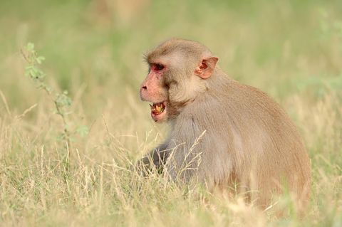 Makaken sind in Indien sehr weit verbreitet und waren in der Vergangenheit für ähnliche Vorfälle verwickelt.