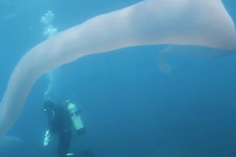 Neuseeland: Taucher filmen acht Meter langen Riesenwurm