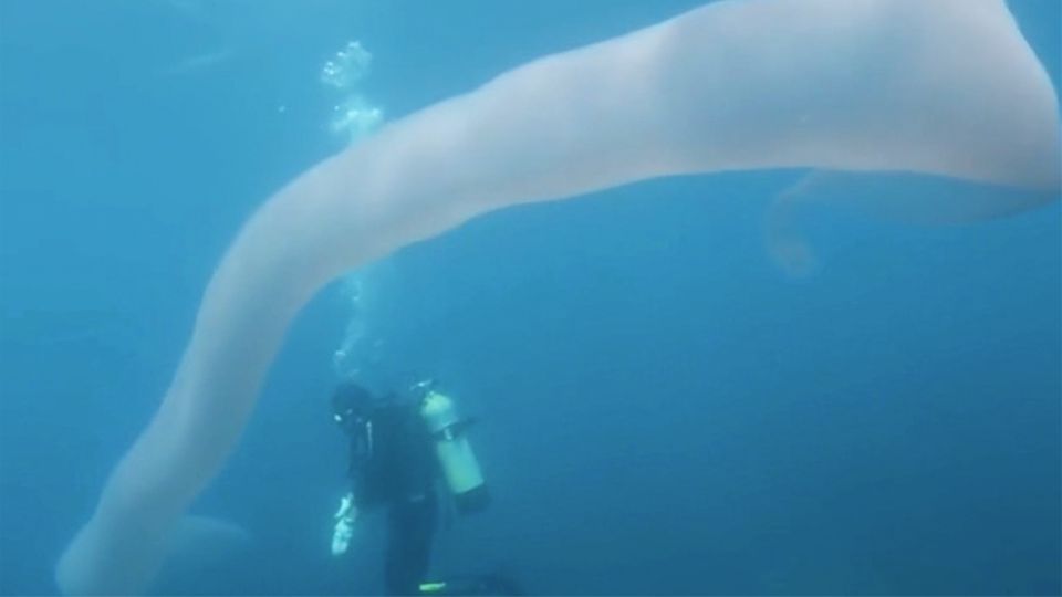 Neuseeland: Taucher filmen acht Meter langen Riesenwurm