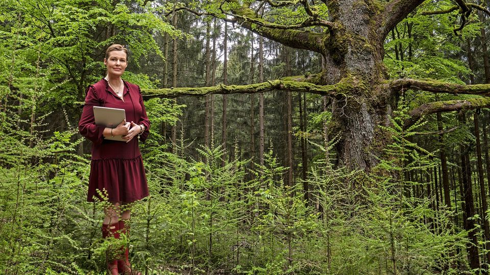 Soziale Gerechtigkeit: 100 Millionen Euro wären die 7000 Hektar der Familie Löwenstein-Wertheim-Rosenberg zu üblichen Preisen mindestens wert. Nur würde sie nie verkaufen. "Der Wald gehört zur Familie", sagt Prinzessin Stephanie zu Löwenstein. Sie zählt zu den größten Privateigentümern. 100 Millionen Euro wären die 7000 Hektar der Familie Löwenstein-Wertheim-Rosenberg zu üblichen Preisen mindestens wert. Nur würde sie nie verkaufen. "Der Wald gehört zur Familie", sagt Prinzessin Stephanie zu Löwenstein. Sie zählt zu den größten Privateigentümern.