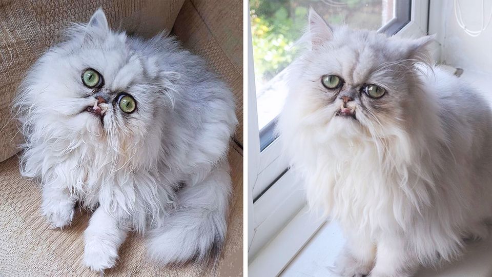 "Petfluencer": Kater Wilfred – wirrer Blick, zerzaustes Fell und mehr Follower als mancher B-Promi "Petfluencer": Kater Wilfred – wirrer Blick, zerzaustes Fell und mehr Follower als mancher B-Promi