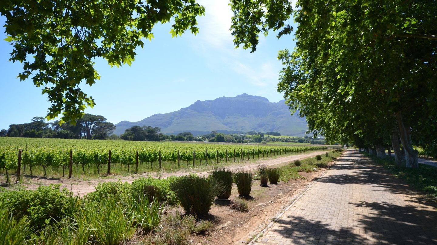 Am Fuß der blauen Helderberge im Süden von Stellenbosch führt eine stattliche Allee alter Platanen zum Weingut Blaauwklippen, einem traditionellen Betrieb, der für seine Rotweine bekannt wurde.