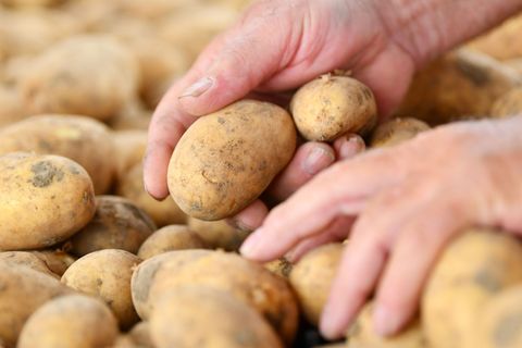 Kartoffelernte