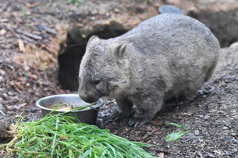 Ein Wombat futtert Grünzeug