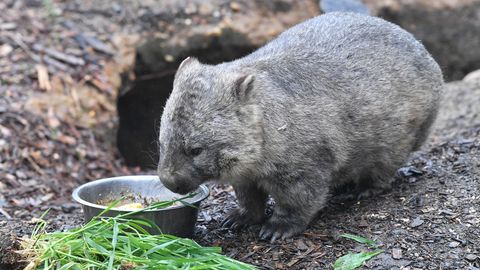 Ein Wombat futtert Grünzeug