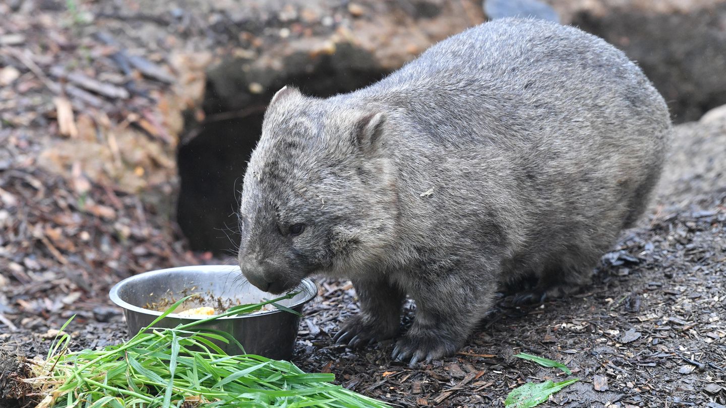 Ein Wombat futtert Grünzeug
