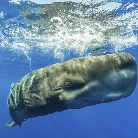 sperm whale