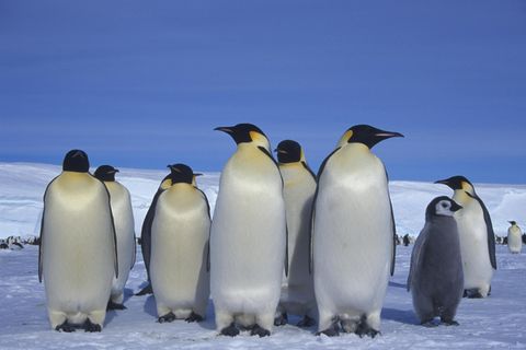 Kaiserpinguine