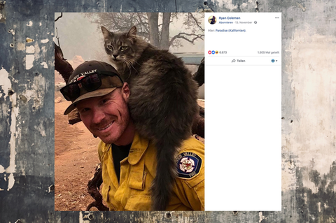 Kalifornien: Feuerwehrmann rettet Katze vor Waldbränden das Leben