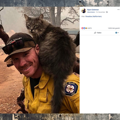 Kalifornien: Feuerwehrmann rettet Katze vor Waldbränden das Leben