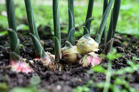 Ingwer selbst pflanzen