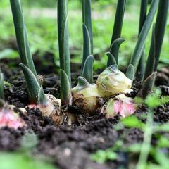 Ingwer selbst pflanzen