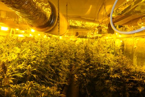 Marihuana-Plantage in Tiefgarage