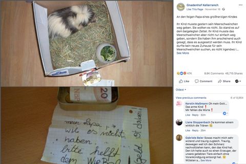 Ein Meerschweinchen sitzt auf Heu in einem Pappkarton