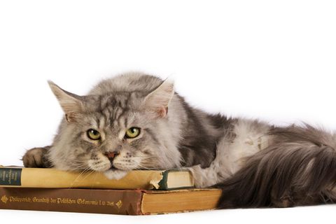 Eine Katze liegt auf einem Stapel alter Bücher