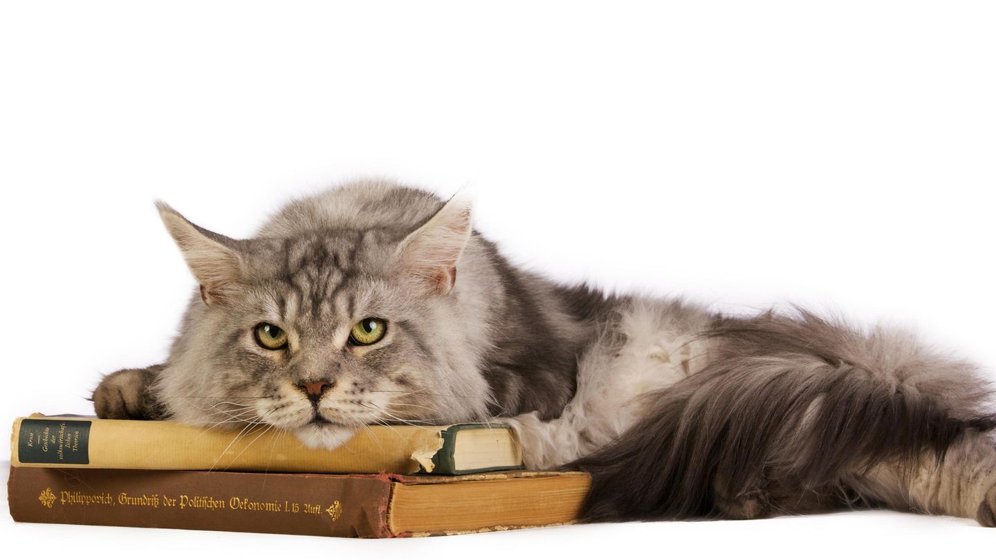 Eine Katze liegt auf einem Stapel alter Bücher