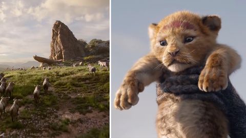Disney-Film: Schnappschuss: Affe spielt "Der König der Löwen" in freier Wildbahn nach