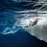 Antarktis: Pinguin-Kolonien, Robben, Ewiges Eis