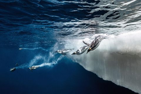 Antarktis: Pinguin-Kolonien, Robben, Ewiges Eis